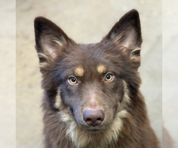 Medium Photo #1 Australian Shepherd-Unknown Mix Puppy For Sale in Canton, CT, USA