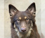 Kodak - Male Australian Shepherd-Unknown Mix Dog for Adoption - Small photo