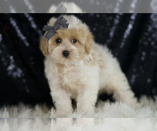 Medium Photo #54 Maltipoo (Miniature) Puppy For Sale in WARSAW, IN, USA
