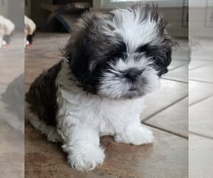 Medium Shih Tzu