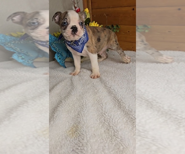 Medium Photo #6 Boston Terrier Puppy For Sale in JASONVILLE, IN, USA