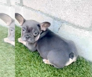 French Bulldog Puppy for sale in DETROIT, MI, USA