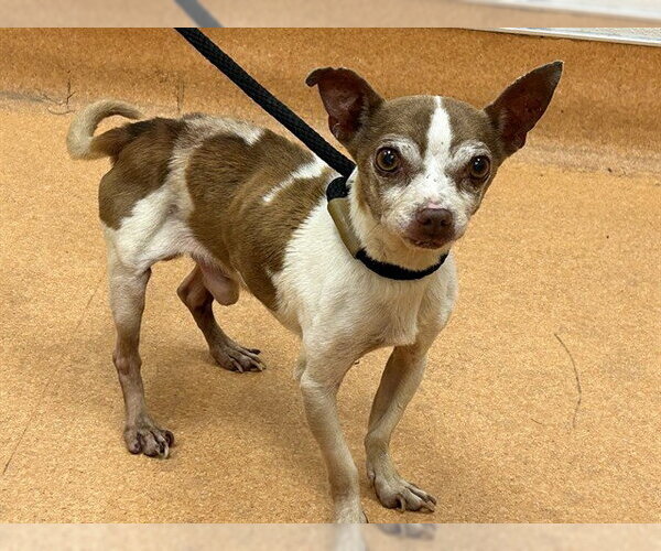 Medium Photo #1 Chihuahua Puppy For Sale in Martinez, CA, USA