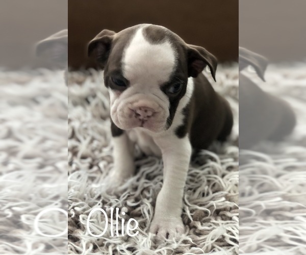 Medium Photo #4 Boston Terrier Puppy For Sale in DICKINSON, TX, USA