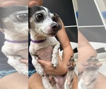 Small #1 Rat-Cha