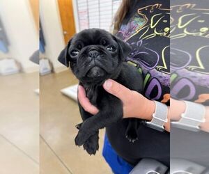 Medium Pug