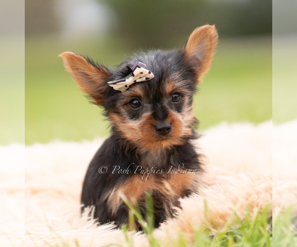 Medium Photo #94 Yorkshire Terrier Puppy For Sale in WARSAW, IN, USA