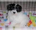 Small Photo #3 La-Chon Puppy For Sale in ORO VALLEY, AZ, USA