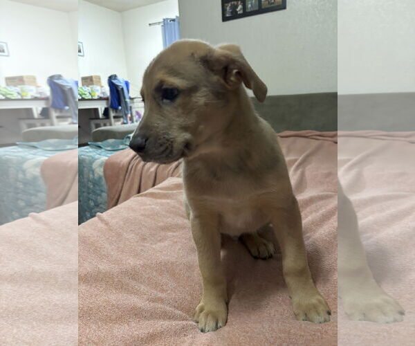 Medium Photo #3 Shepradors Puppy For Sale in McKinney, TX, USA