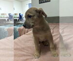 Small #2 Shepradors