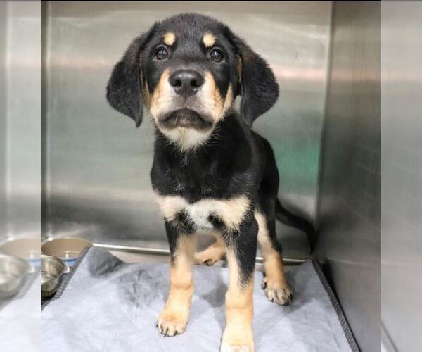 Medium Photo #6 Mutt Puppy For Sale in Woodbury, NY, USA