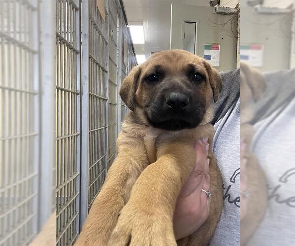 Medium Photo #1 Shepradors Puppy For Sale in Santa Cruz, CA, USA