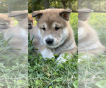 Small Photo #2 Shiba Inu Puppy For Sale in NEW ATHENS, IL, USA