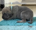 Small #4 Great Dane