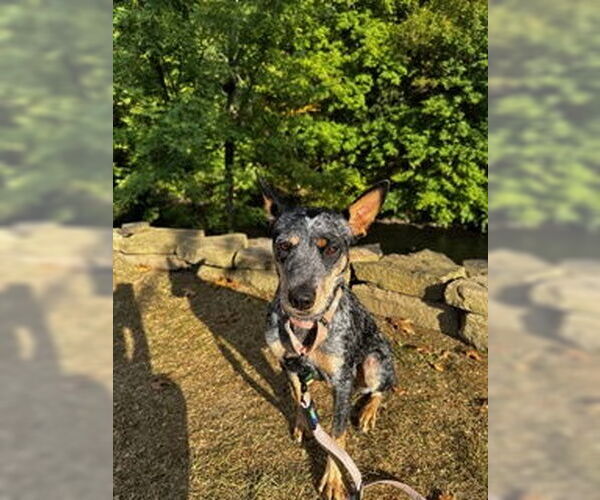 Medium Photo #3 Mutt Puppy For Sale in Garden City, NY, USA