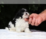 Small #4 Goldendoodle (Miniature)