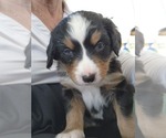 Puppy Puppy 6  Libby Bernese Mountain Dog