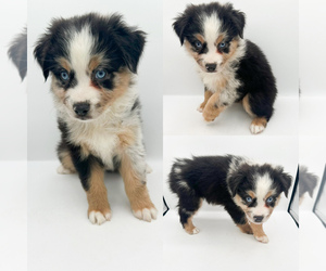 Miniature Australian Shepherd Puppy for sale in BROOKER, FL, USA