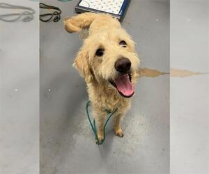 Labrador Retriever Dogs for adoption in Peoria, IL, USA