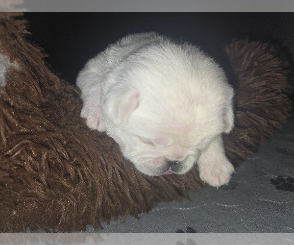 Medium Photo #4 Pug Puppy For Sale in NEW IPSWICH, NH, USA