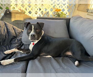 Boston Terrier-Unknown Mix Dogs for adoption in Springdale, PA, USA