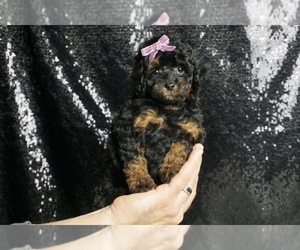 Poodle (Miniature) Puppy for sale in WARSAW, IN, USA