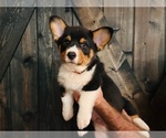 Puppy 2 Pembroke Welsh Corgi