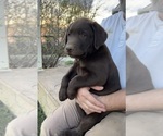 Small #12 Labrador Retriever