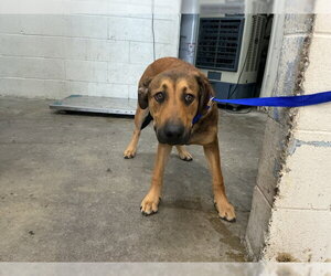 German Shepherd Dog-Unknown Mix Dogs for adoption in San Bernardino, CA, USA