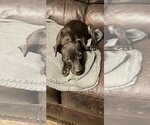 Small Photo #1 American Staffordshire Terrier Puppy For Sale in Kansas City, MO, USA