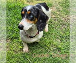 Small #6 Dachshund