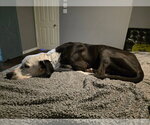 Small #5 Great Dane