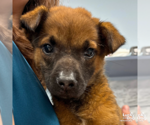 Mutt Dogs for adoption in Washington, DC, USA