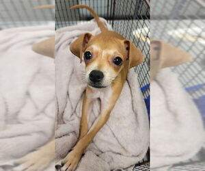 Italian Greyhound Dogs for adoption in Corpus Christi, TX, USA