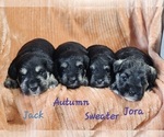 Image preview for Ad Listing. Nickname: Litter of 4