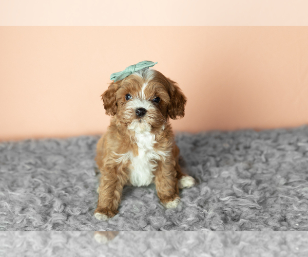 Medium Photo #1 Cavapoo mix (+ Poodle Miniature) Puppy For Sale in MILLERSBURG, IN, USA
