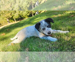 Medium Alaskan Husky-Australian Cattle Dog Mix