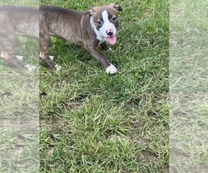 American Pit Bull Terrier Puppy for Sale in ZANESVILLE, Ohio USA