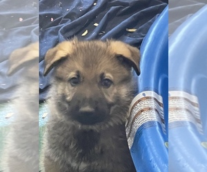German Shepherd Dog Puppy for sale in WINDSOR LOCKS, CT, USA