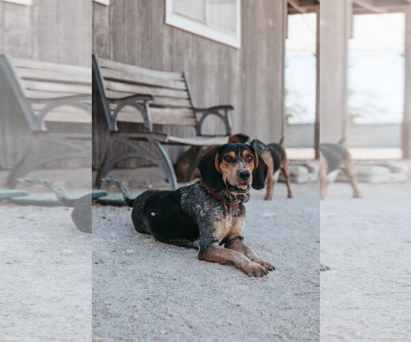 Medium Photo #3 Coonhound Puppy For Sale in Las Vegas, NV, USA