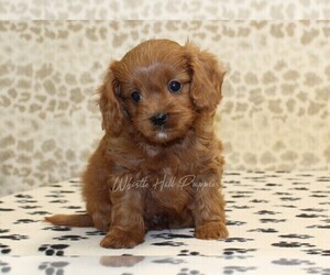 Cavapoo Puppy for sale in DENVER, PA, USA