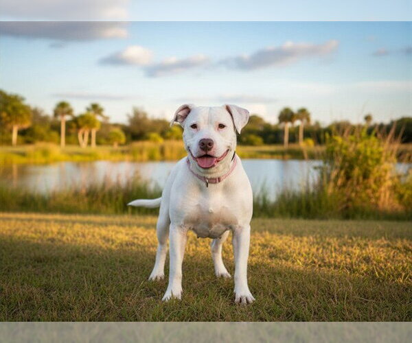 Medium Photo #2 American Bulldog-Unknown Mix Puppy For Sale in Tavares, FL, USA