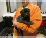 Puppy Phoenix Bullmastiff