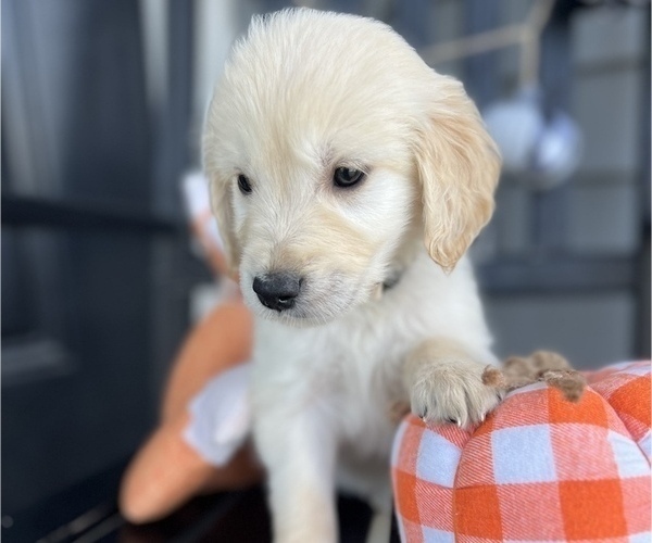 Medium Photo #6 Golden Retriever Puppy For Sale in FRANKLINTON, NC, USA