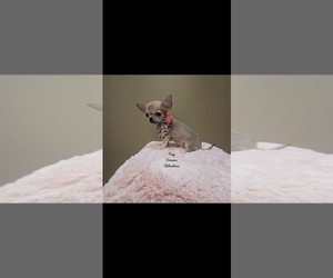 Chihuahua Puppy for sale in CRAFTON, PA, USA