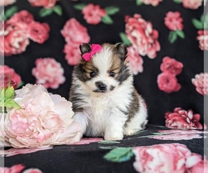 Pomeranian Puppy for sale in CHRISTIANA, PA, USA