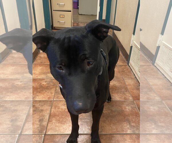 Medium Photo #2 American Pit Bull Terrier-Labrador Retriever Mix Puppy For Sale in Amarillo, TX, USA