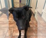 Small #1 American Pit Bull Terrier-Labrador Retriever Mix