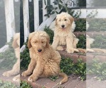Small Photo #8 Goldendoodle Puppy For Sale in WESTMINSTER, SC, USA