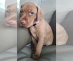 Small Photo #9 Vizsla Puppy For Sale in EDGEWATER, FL, USA